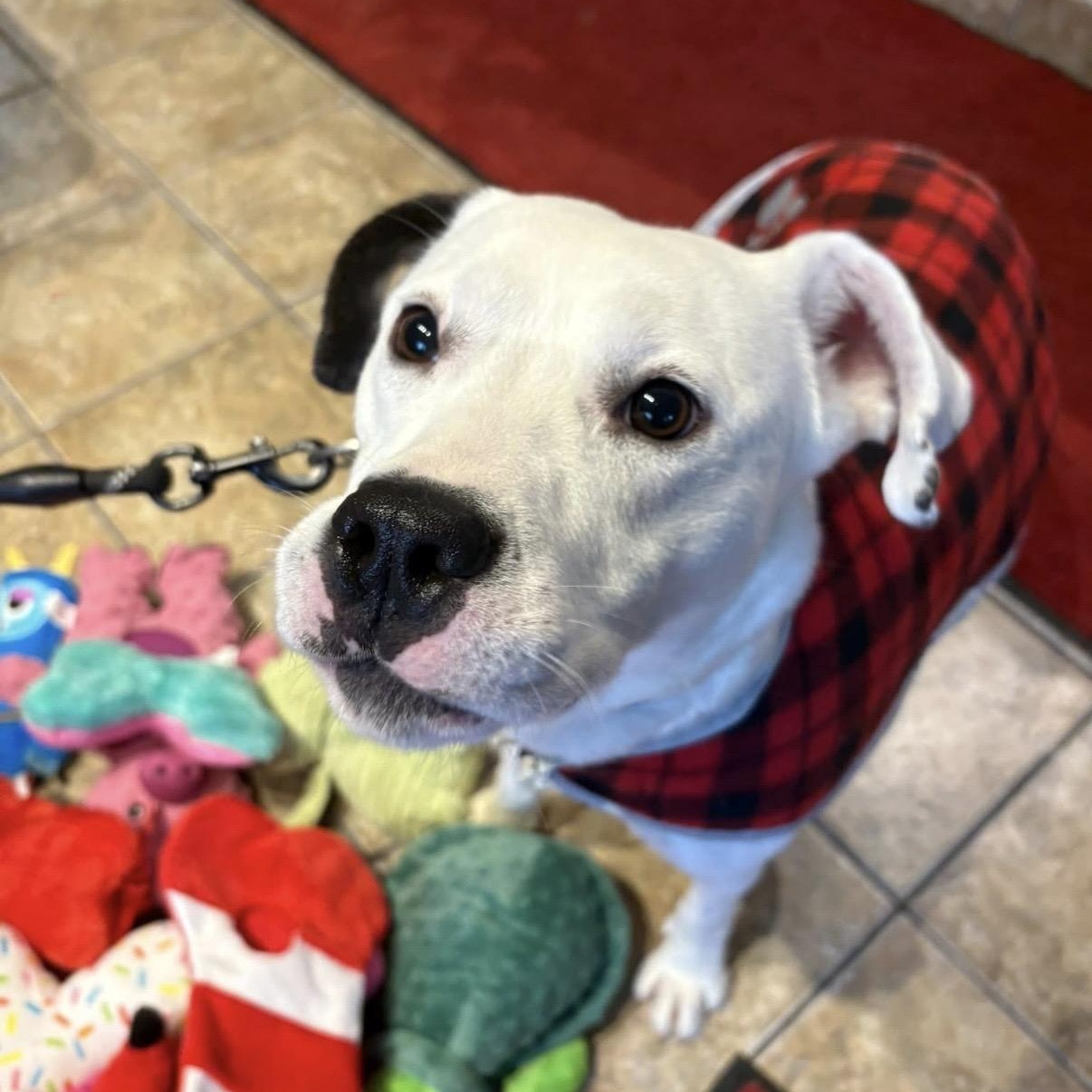 Enlarge Julie, a ADOPTABLE mixed breed in Syracuse, NY image 2/2