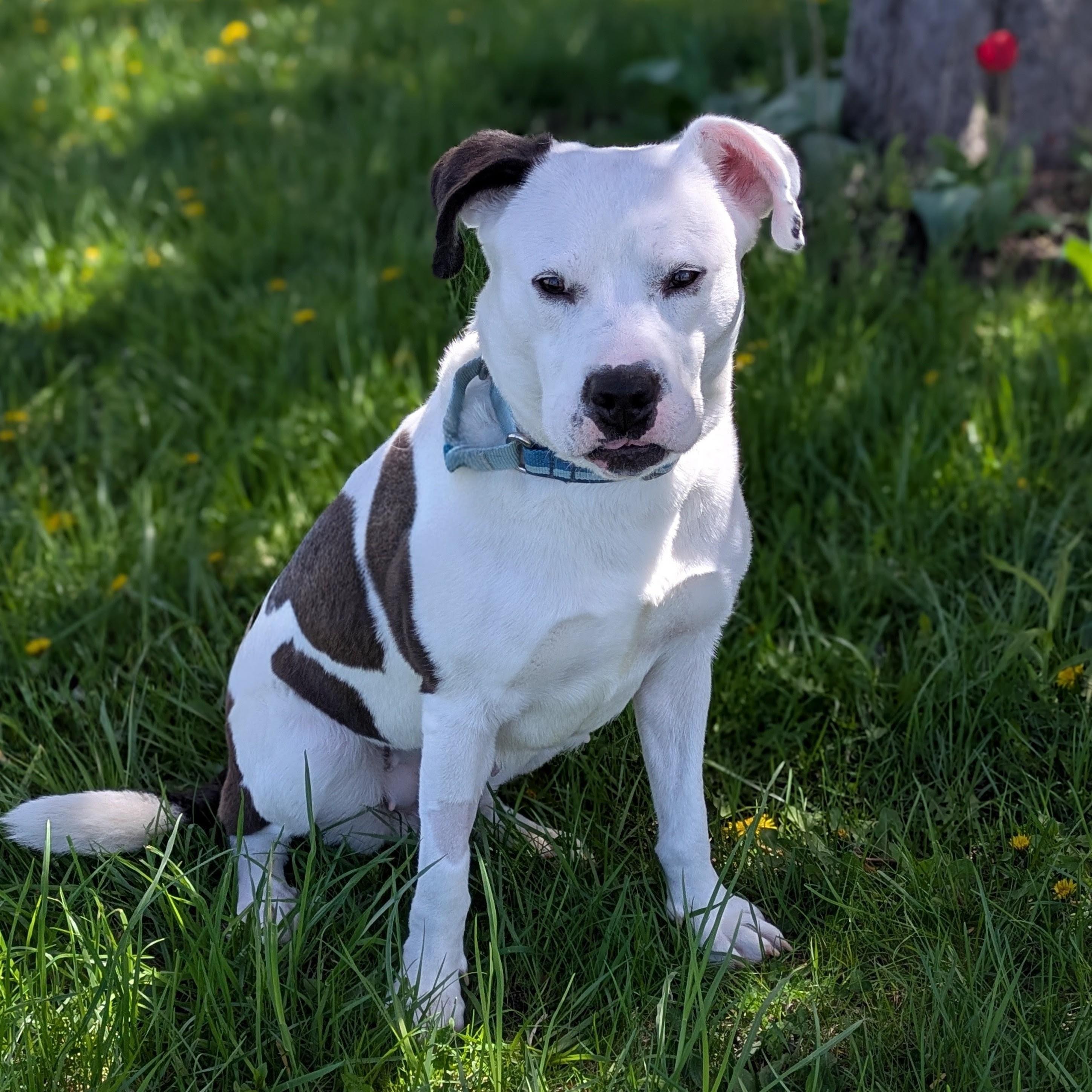 Enlarge Julie, a ADOPTABLE mixed breed in Syracuse, NY image 1/2