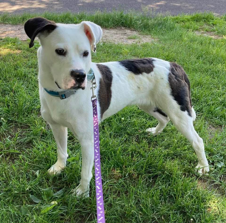 Julie, a ADOPTABLE mixed breed in Syracuse, NY image 2/3