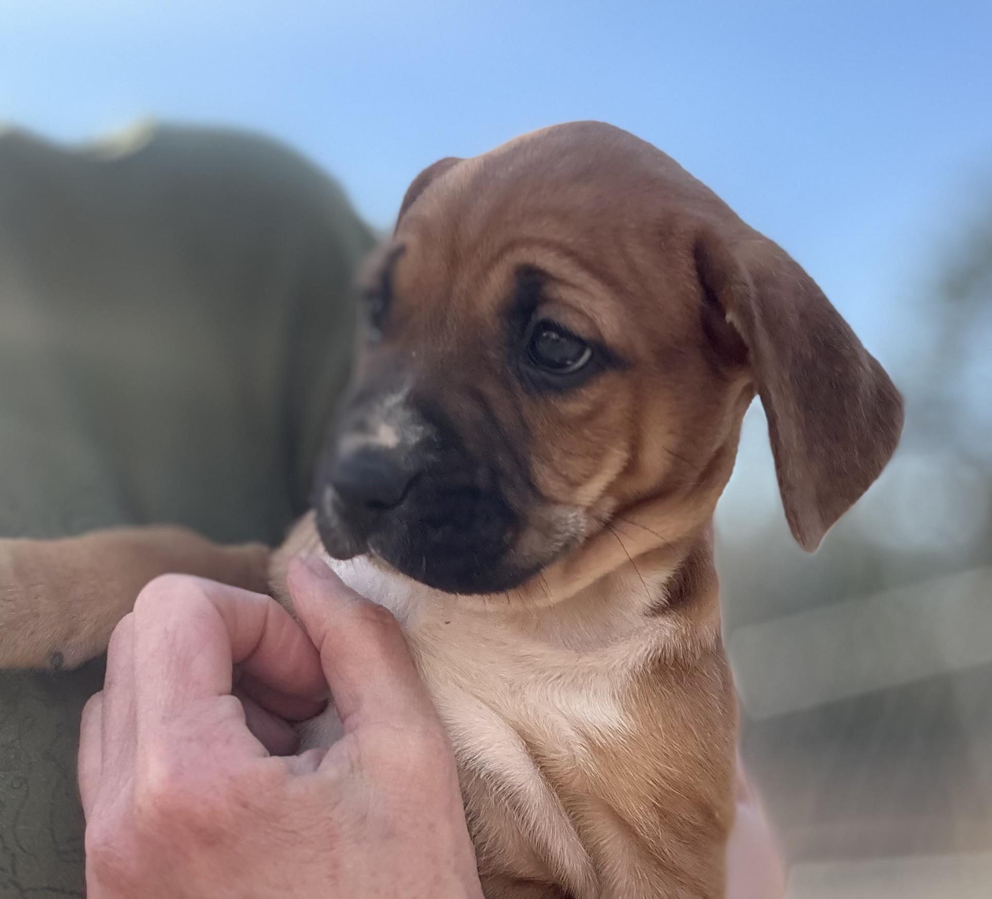 Enlarge Katana, a Adoptable mixed breed in Sanford, NC image 1/1