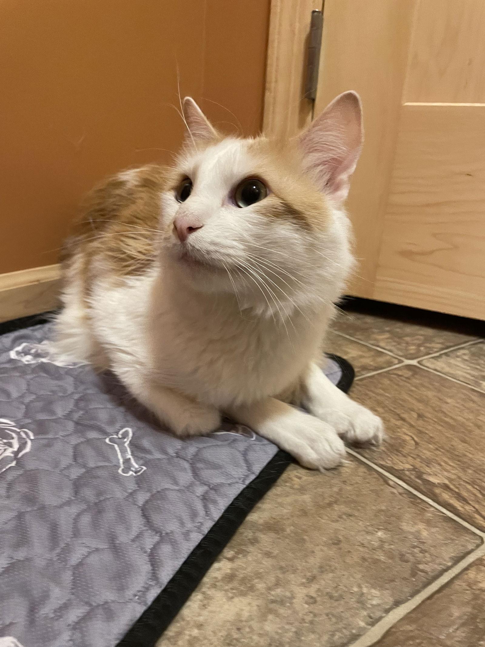 Enlarge Mr. Ginger, a Adoptable Domestic Short Hair in Minneapolis, MN image 1/3