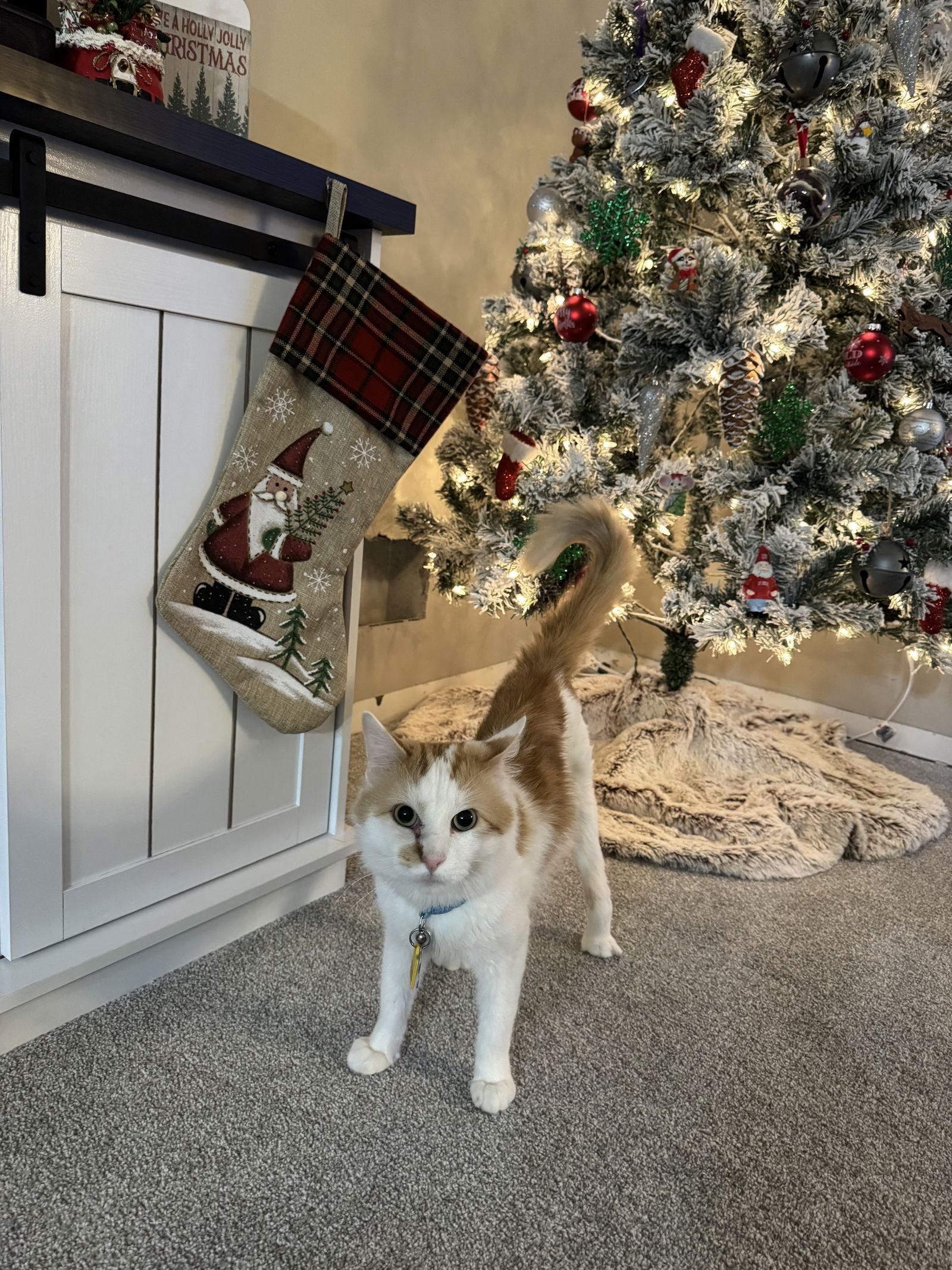 Enlarge Mr. Ginger, a Adoptable Domestic Short Hair in Minneapolis, MN image 2/3