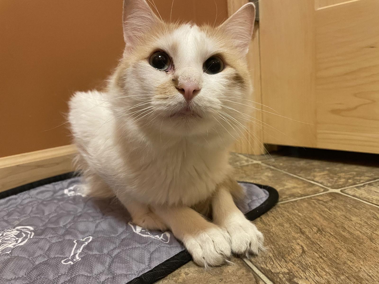 Enlarge Mr. Ginger, a Adoptable Domestic Short Hair in Minneapolis, MN image 3/3