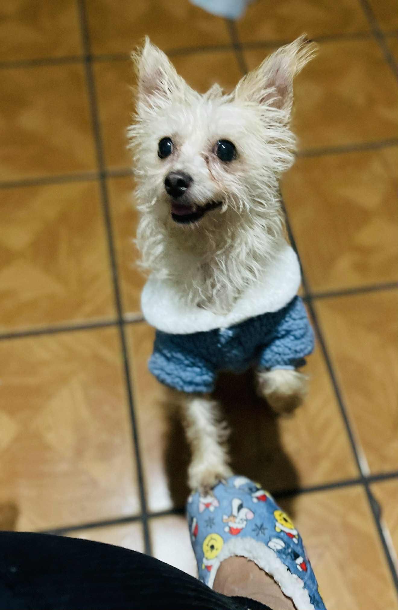 Luna, Adoptable, Adult Female Silky Terrier.