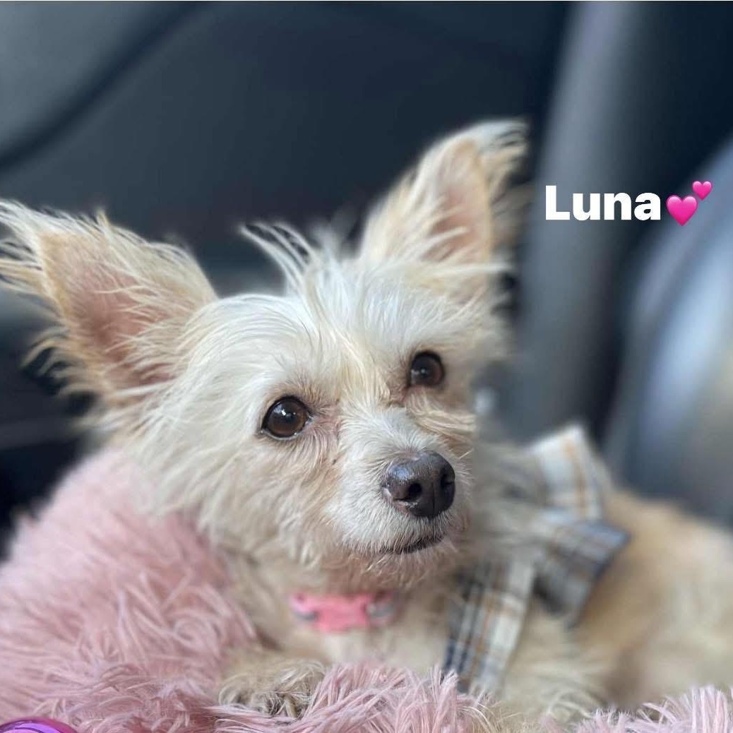 Luna, Adoptable, Adult Female Silky Terrier.