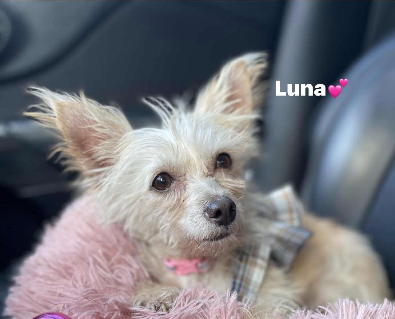 Luna, a Adoptable mixed breed in Carlsbad, CA image 2/3