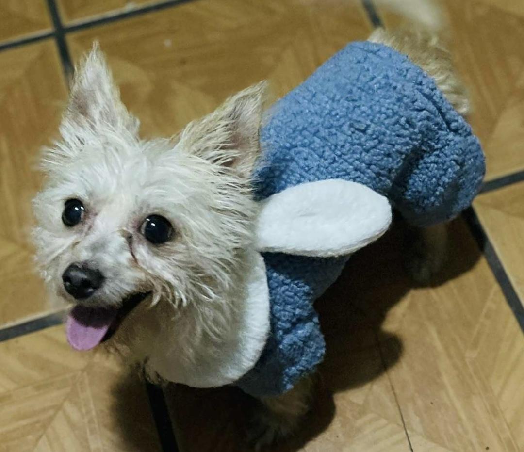 Luna, a Adoptable mixed breed in Carlsbad, CA image 3/3