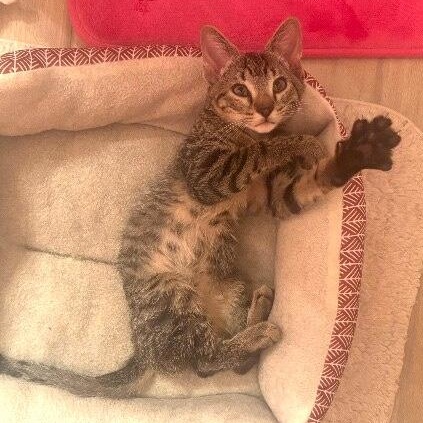 Megatron Arredondo — thumbnail 3