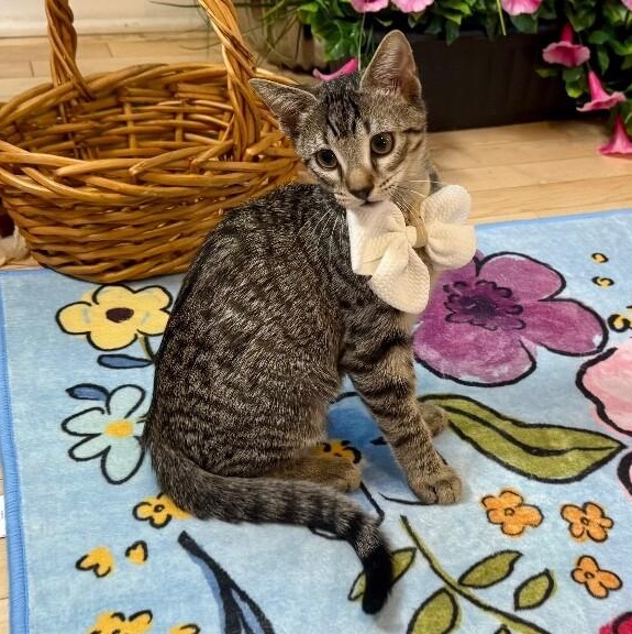 Megatron Arredondo — thumbnail 5