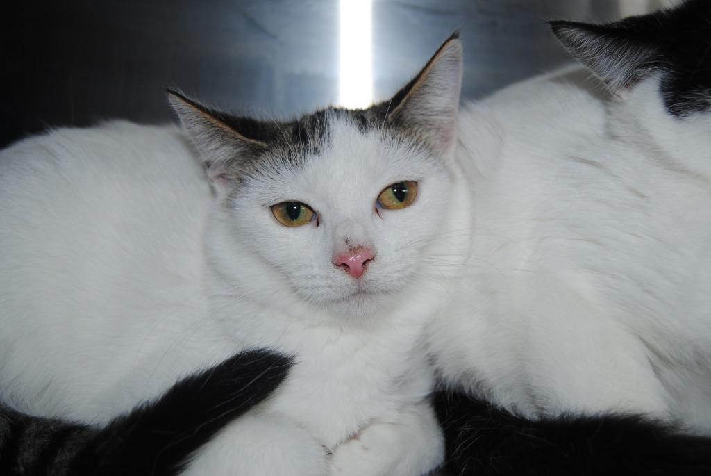 5549 Tabitha, Adoptable, Kitten Female Domestic Short Hair.