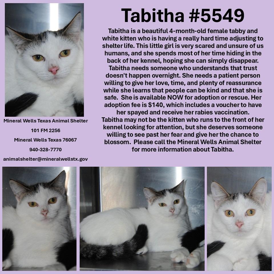 Enlarge 5549 Tabitha, a Adoptable mixed breed in Mineral Wells, TX image 2/2