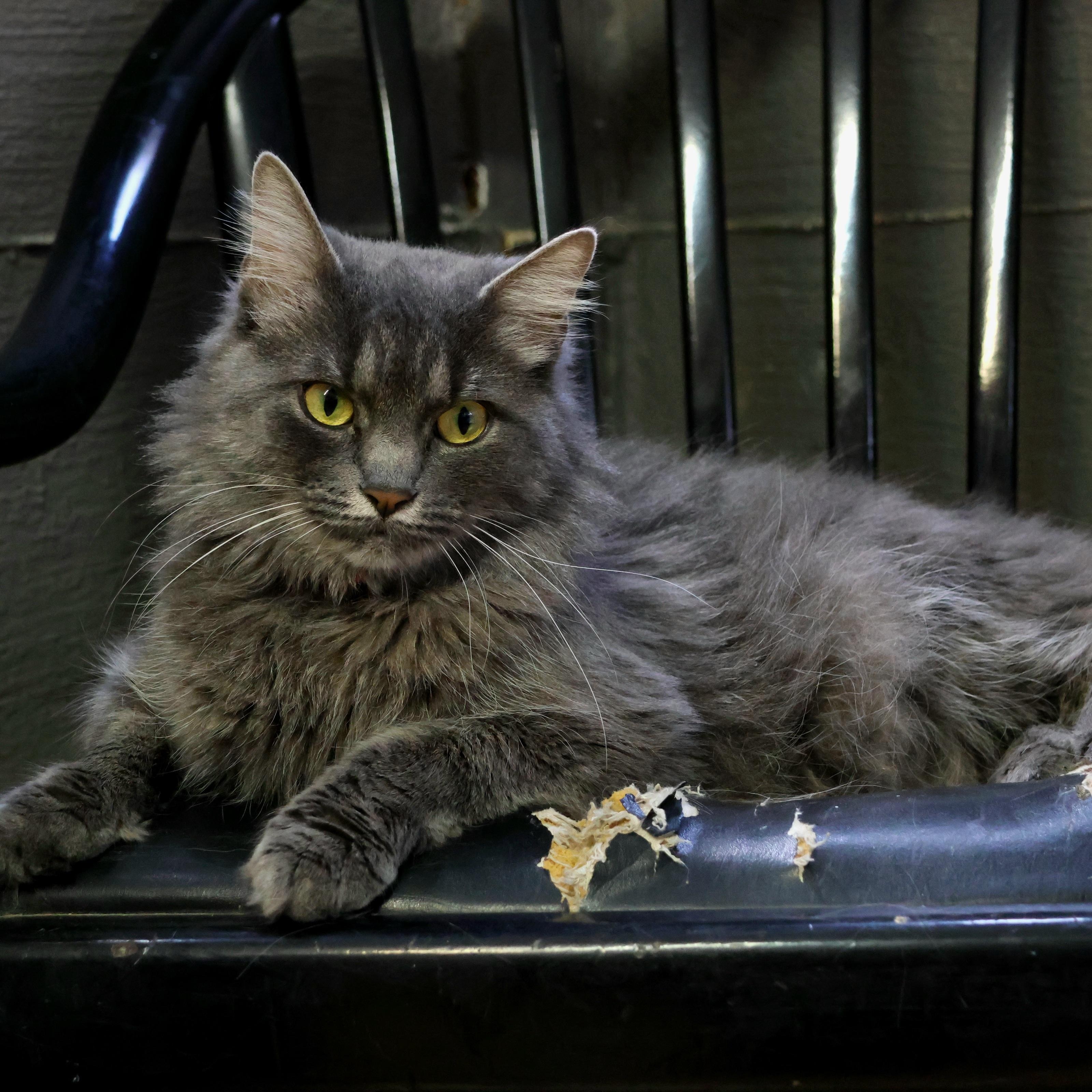 Luna, ADOPTABLE, Adult Female Russian Blue.