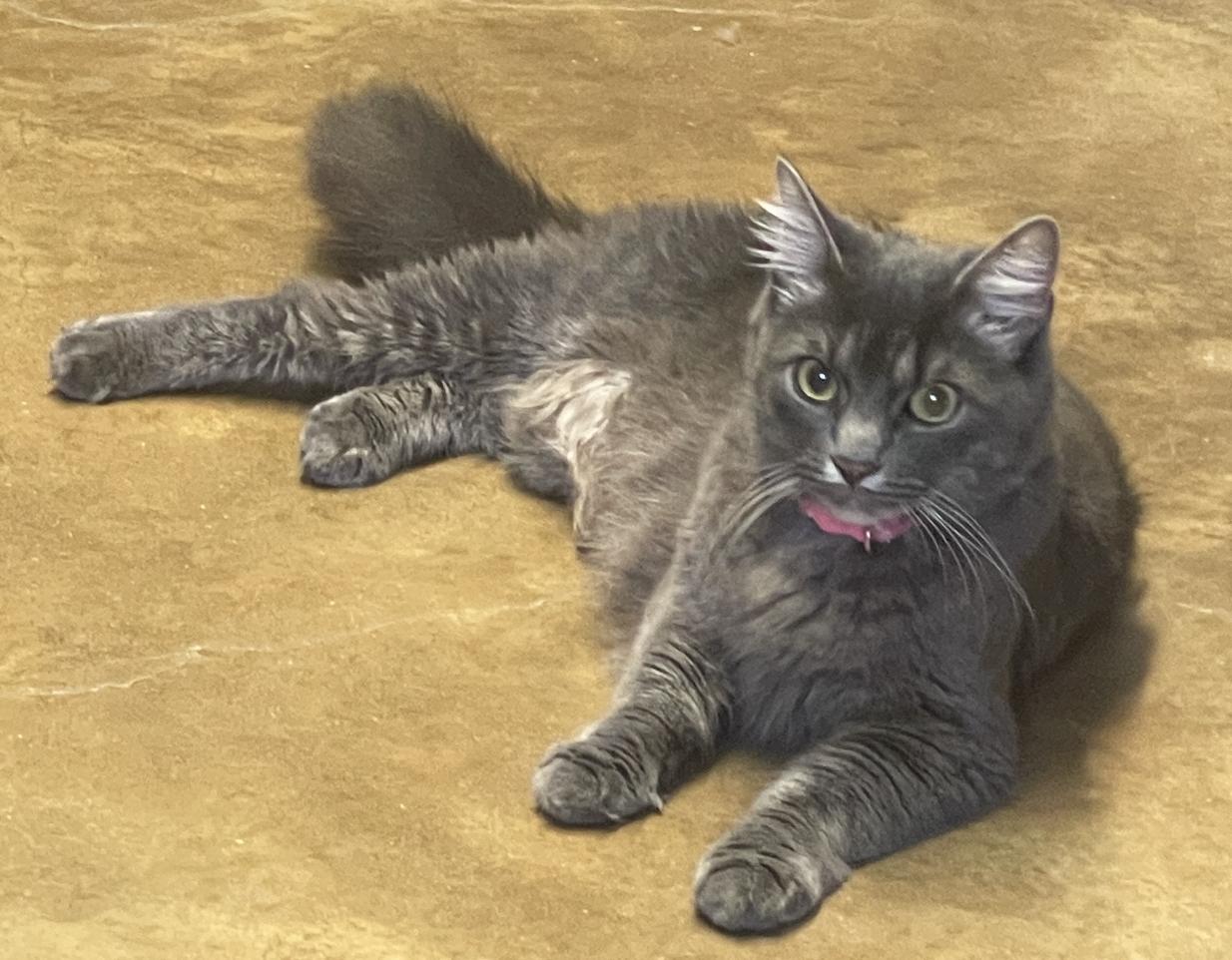 Luna, ADOPTABLE, Adult Female Russian Blue.