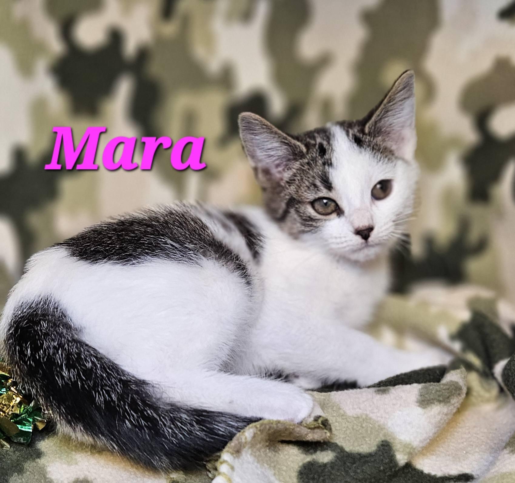 Mara, adopted, Kitten Female Domestic Short Hair.