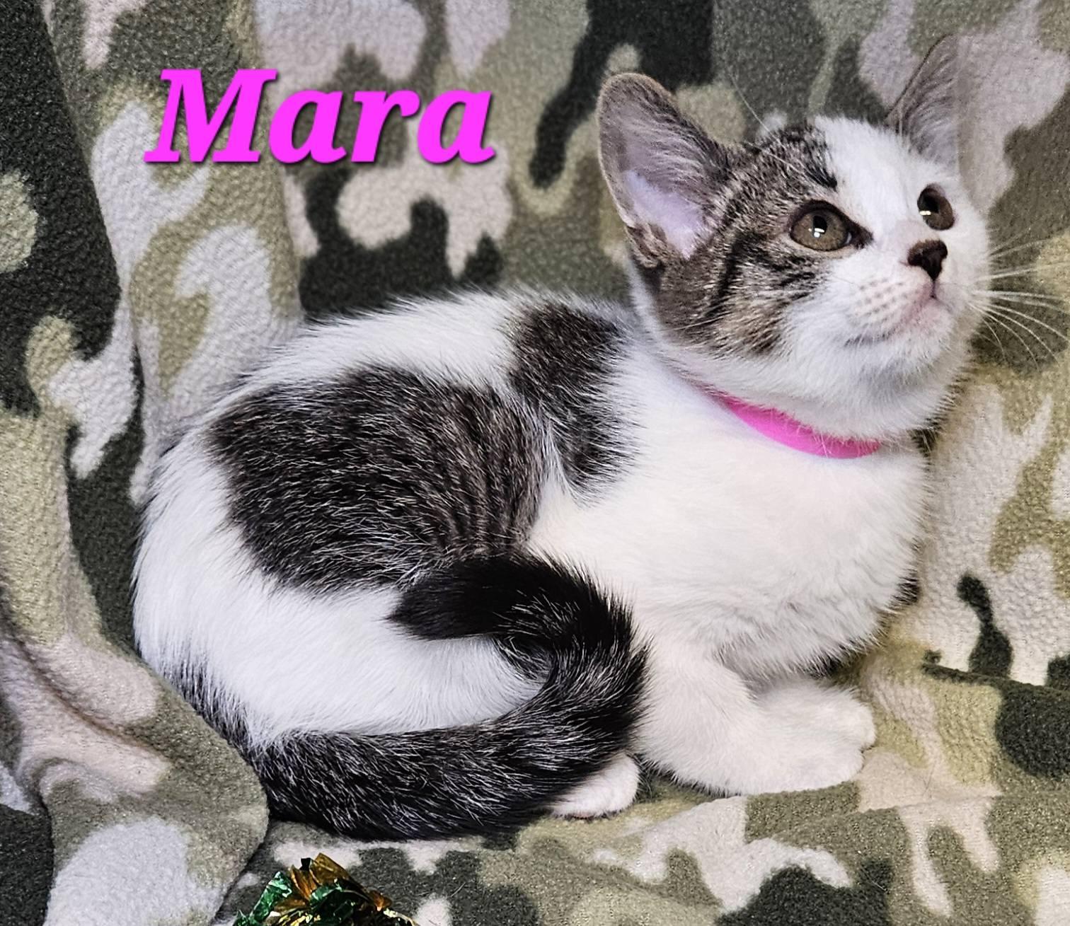 Enlarge Mara, an adopted Domestic Short Hair in Macon, GA image 2/2
