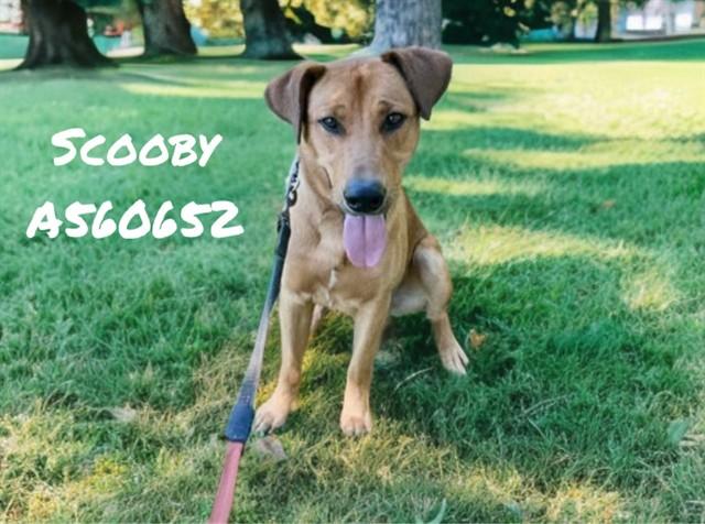 SCOOBY, Adoptable, Adult Male German Shepherd Dog & Labrador Retriever.
