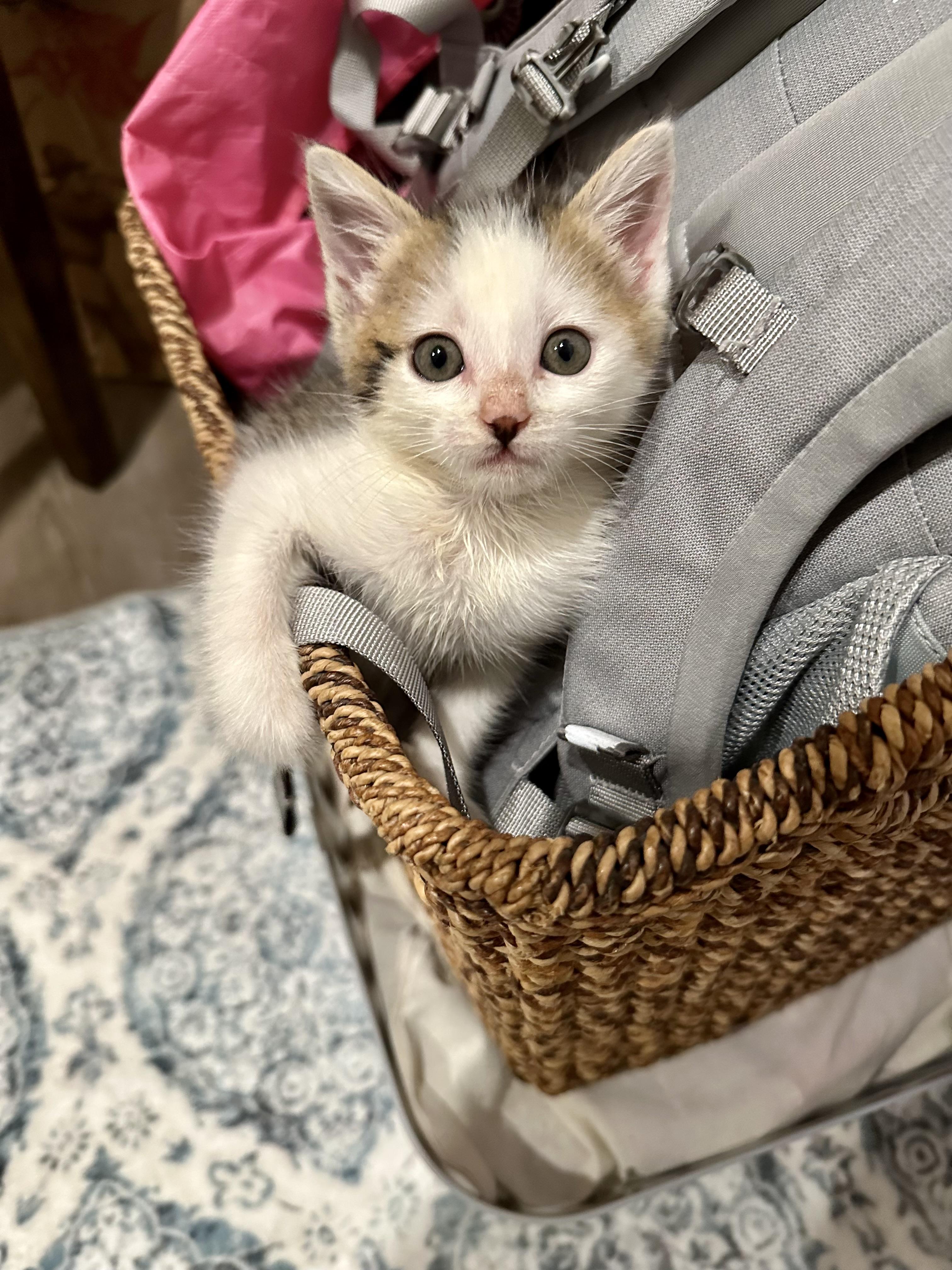 Honey, an adopted mixed breed in Livermore, CA image 4/4