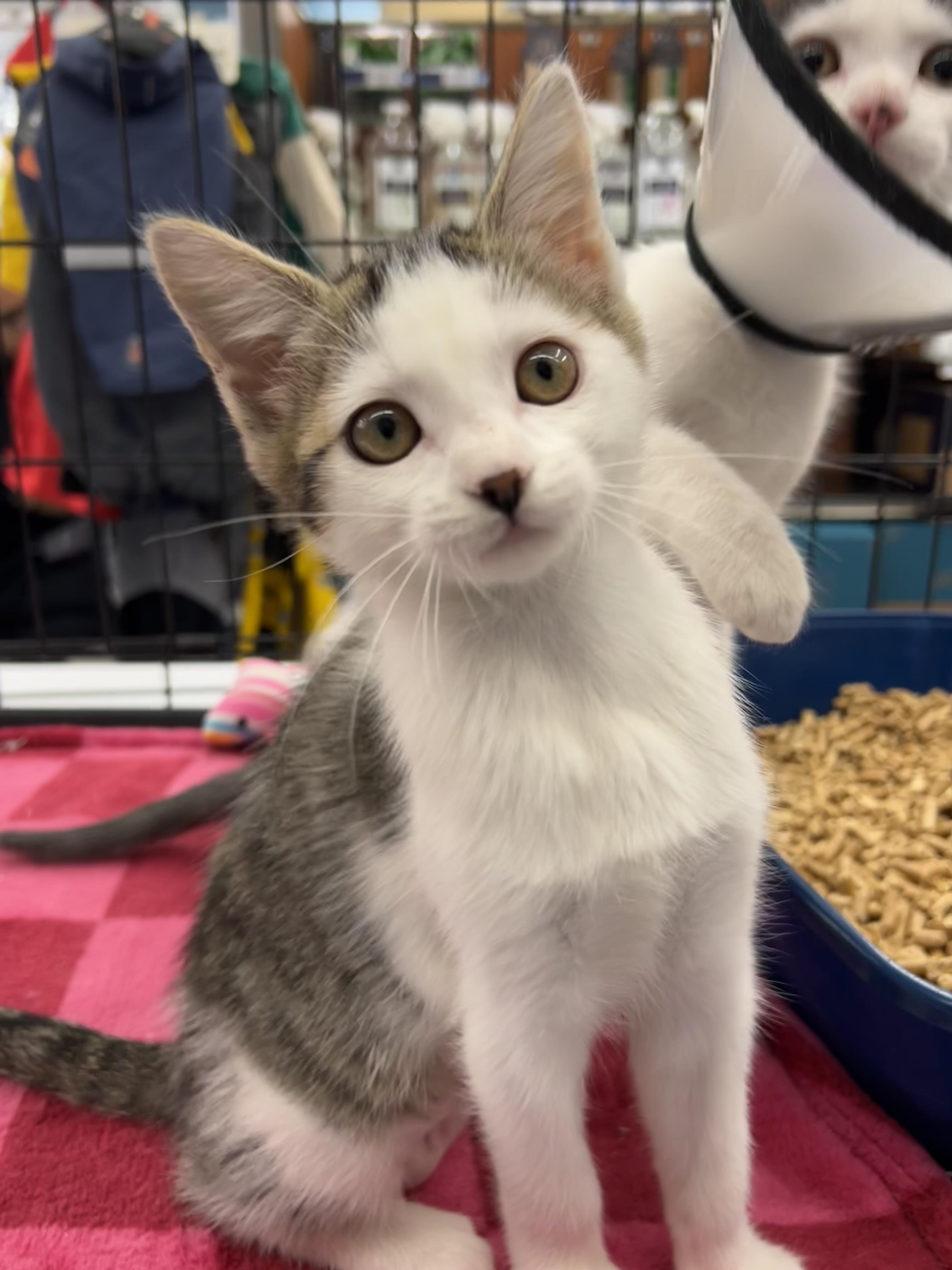 Honey, adopted, Kitten Female Domestic Short Hair.