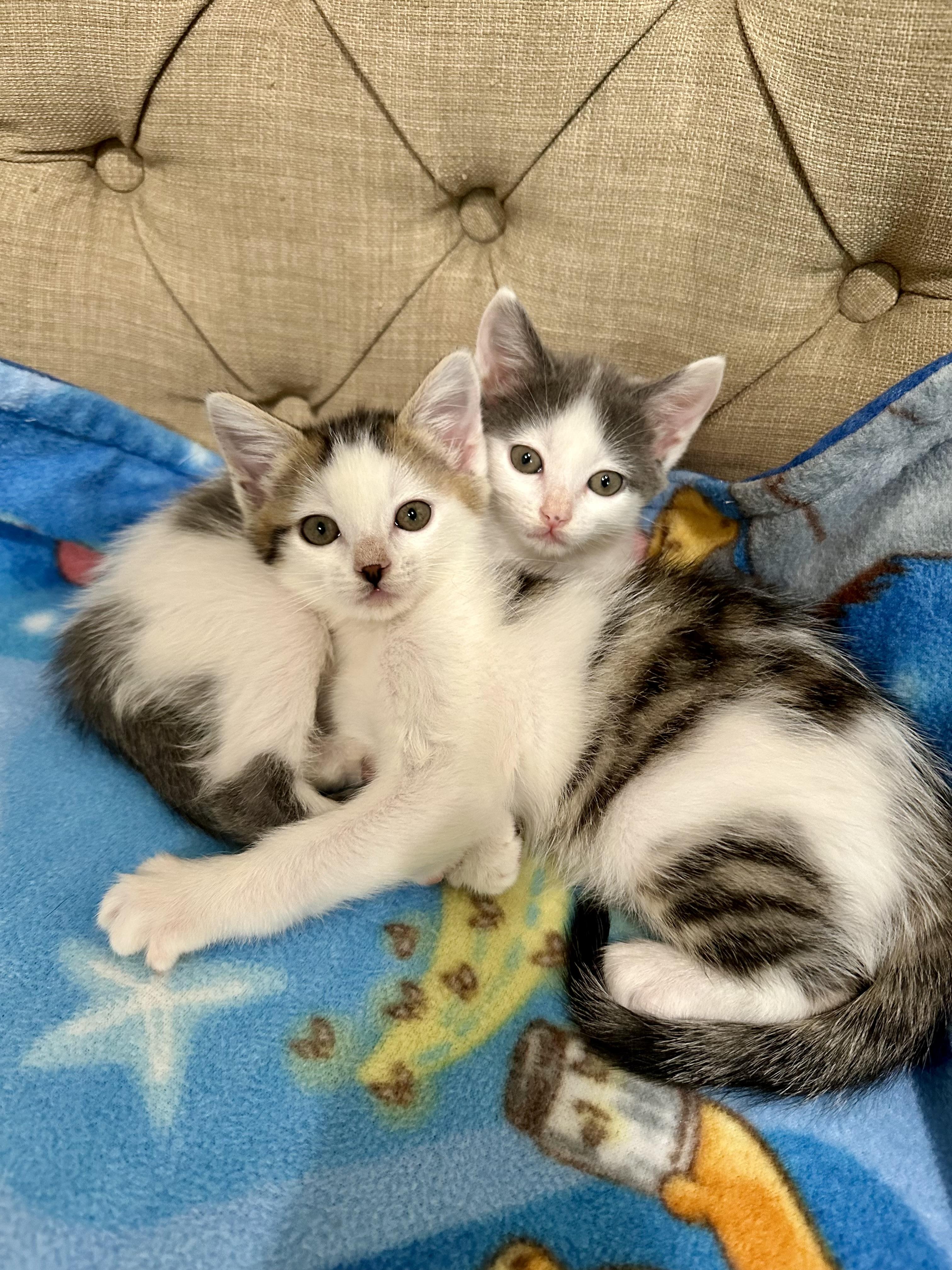 Honey, an adopted mixed breed in Livermore, CA image 3/4