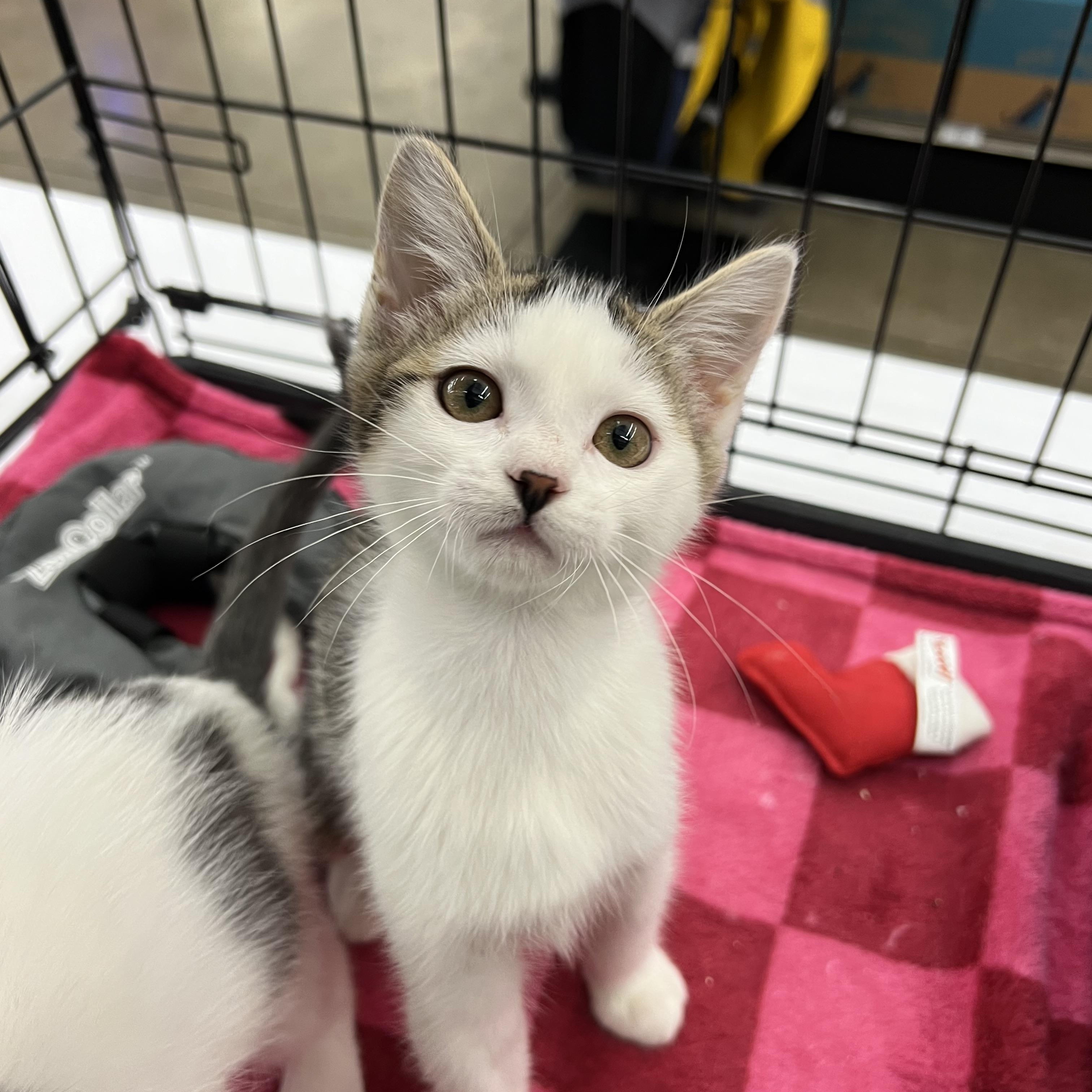 Honey, an adopted mixed breed in Livermore, CA image 2/4