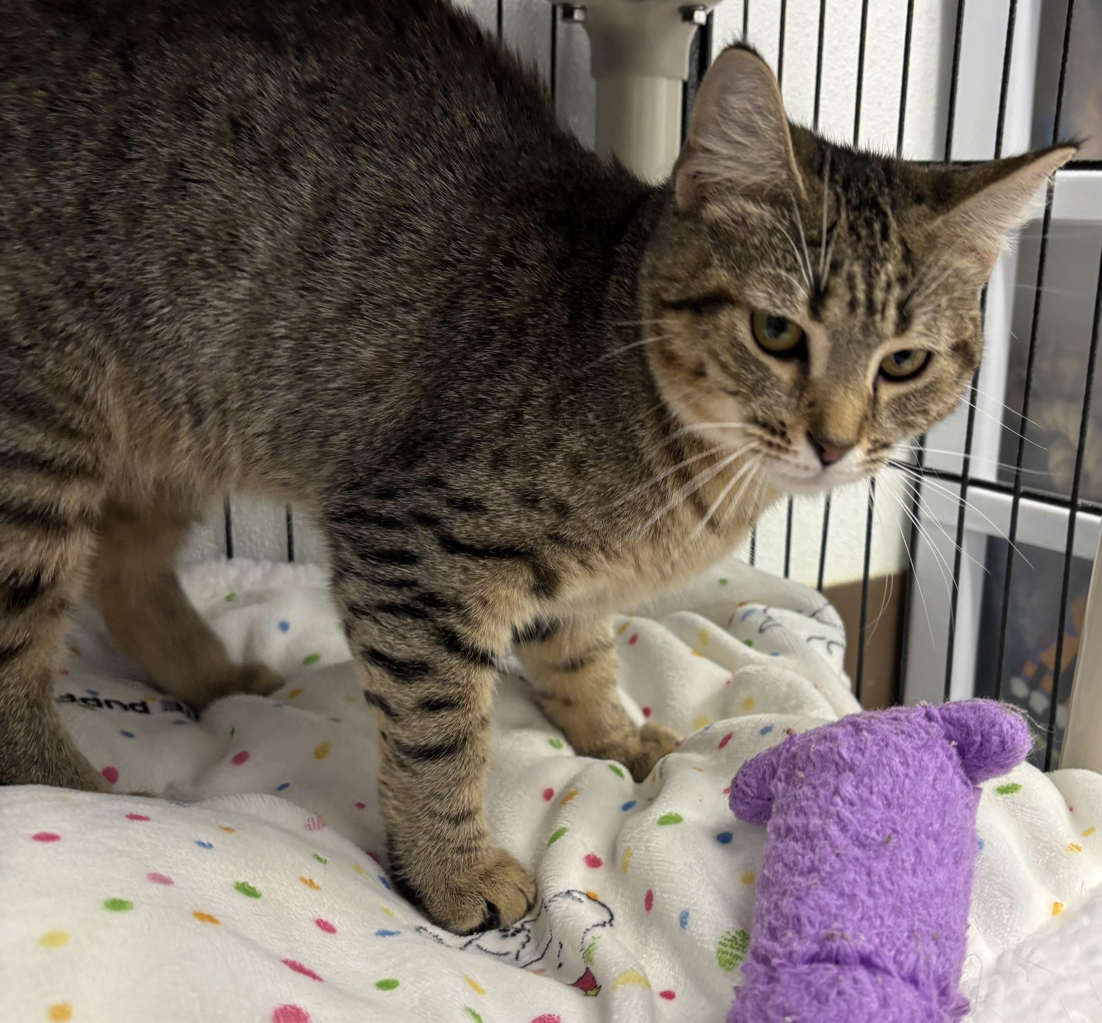 Tootsie, ADOPTABLE, Young Female Tabby.