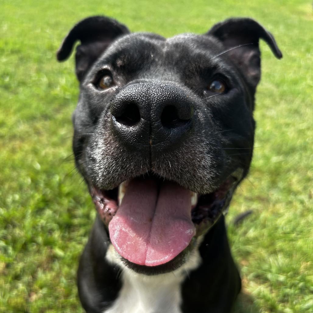 Matteo, Adoptable, Adult Male Mixed Breed.