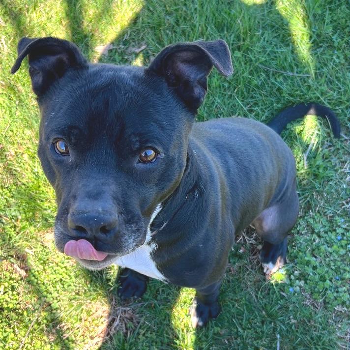 Matteo, Adoptable, Adult Male Mixed Breed.