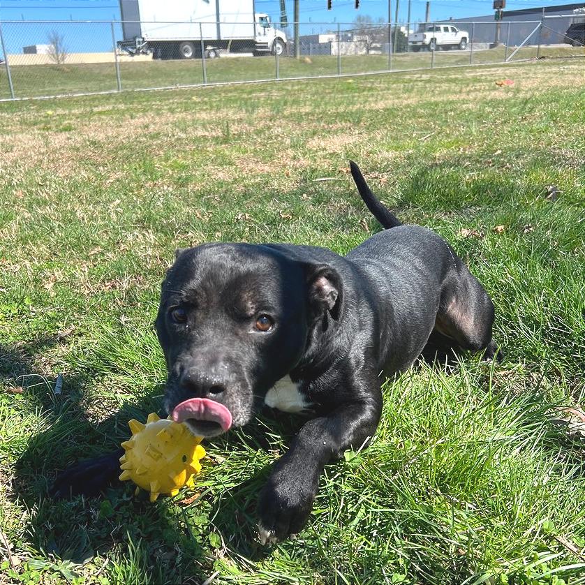 Enlarge Matteo, a Adoptable Mixed Breed in Chattanooga, TN image 3/6