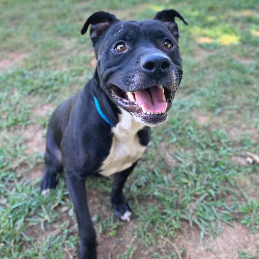 Enlarge Matteo, a Adoptable Mixed Breed in Chattanooga, TN image 4/6
