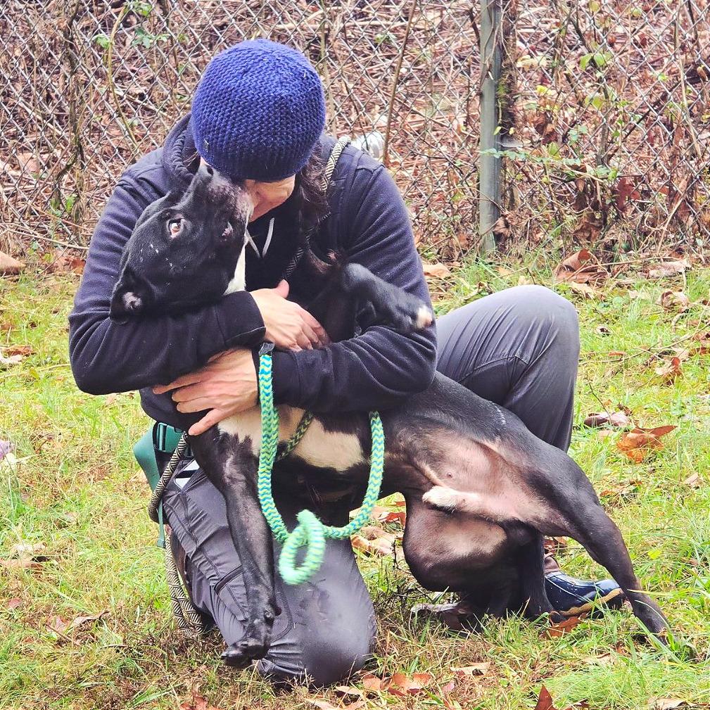 Enlarge Matteo, a Adoptable Mixed Breed in Chattanooga, TN image 2/6