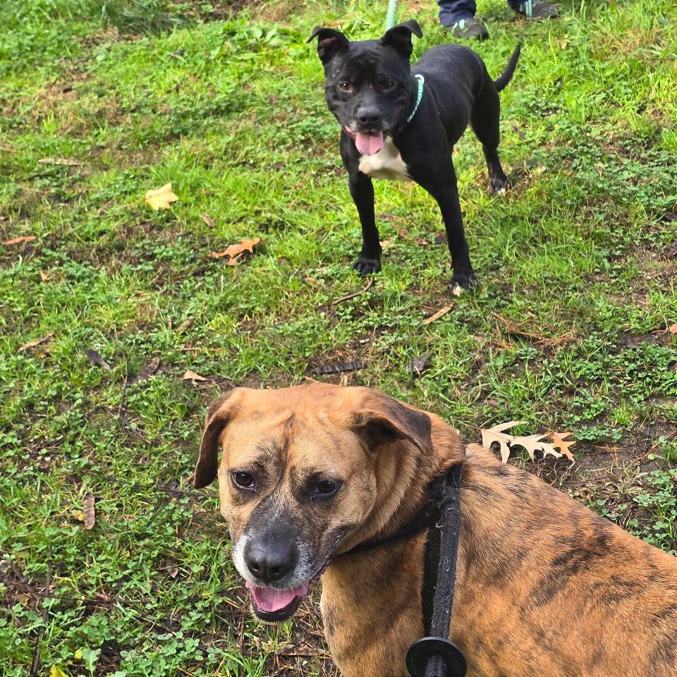 Enlarge Matteo, a Adoptable Mixed Breed in Chattanooga, TN image 4/6