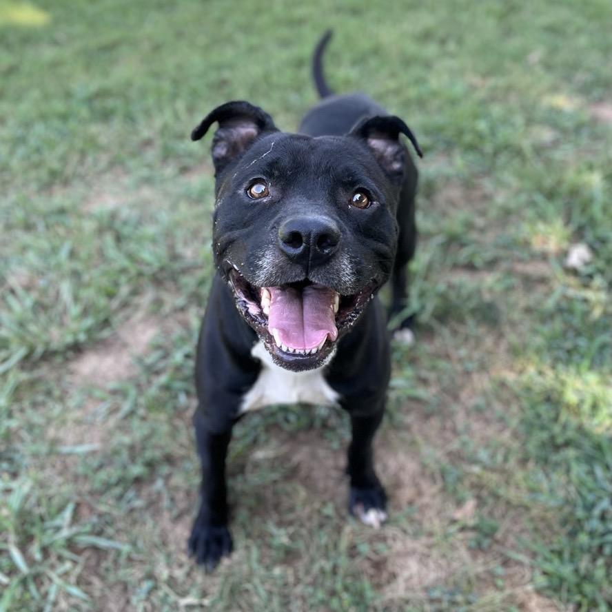 Enlarge Matteo, a Adoptable Mixed Breed in Chattanooga, TN image 5/6