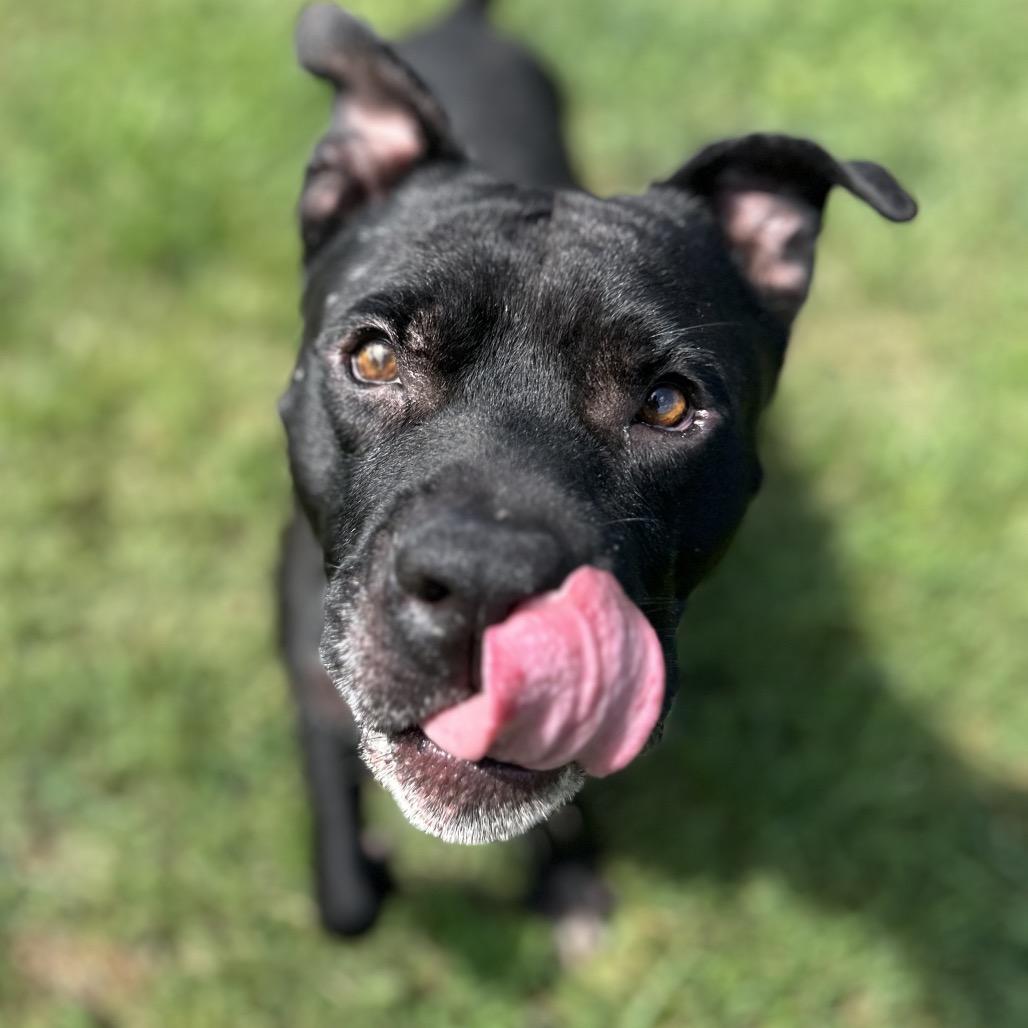 Enlarge Matteo, a Adoptable Mixed Breed in Chattanooga, TN image 6/6