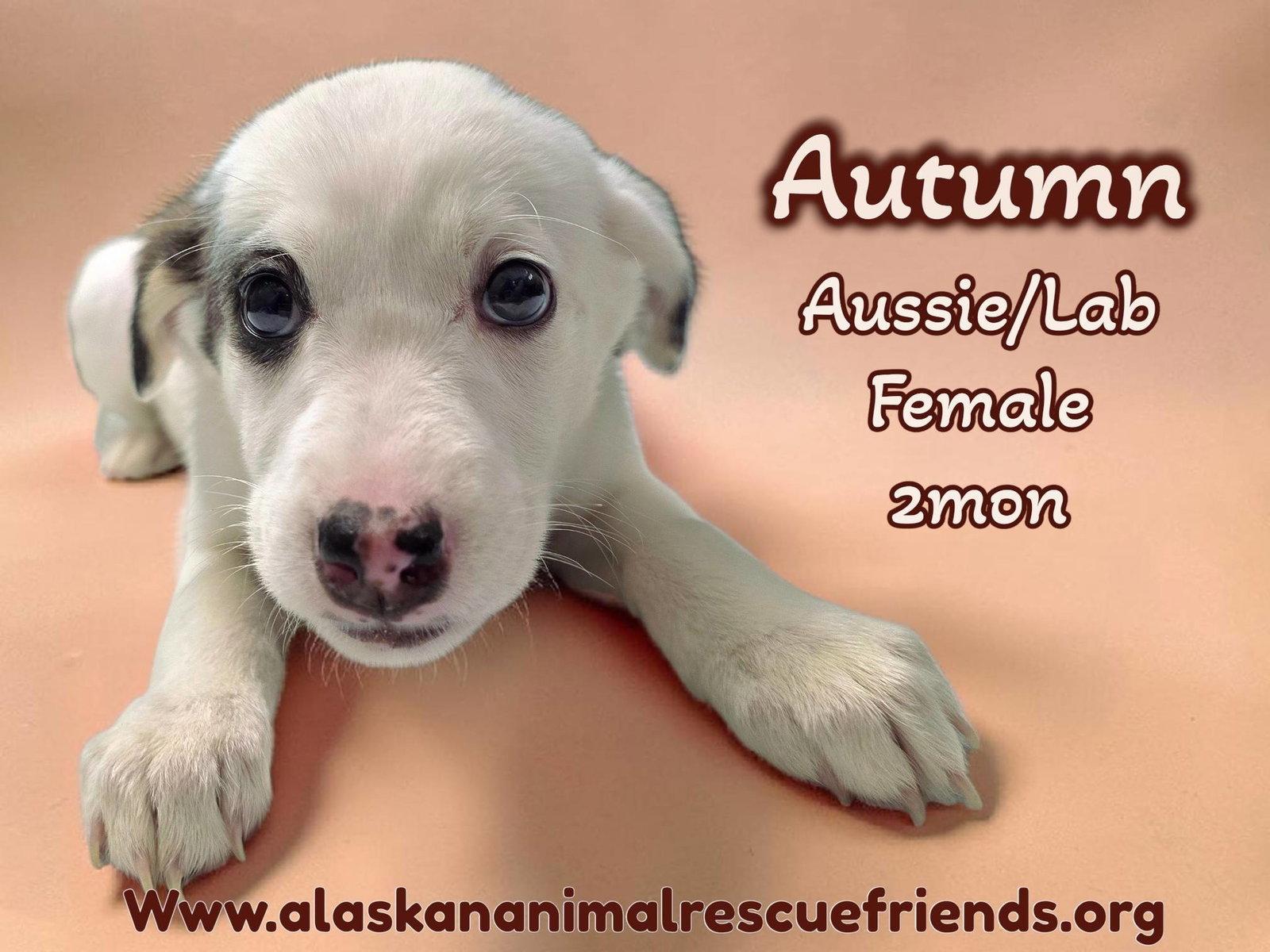 Autumn, Adoptable, Puppy Female Australian Shepherd & Labrador Retriever.