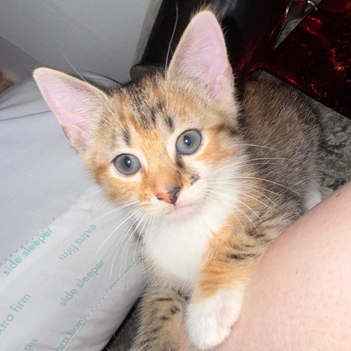 Gooseberry, an adopted Domestic Short Hair in Wilmington, OH image 2/2