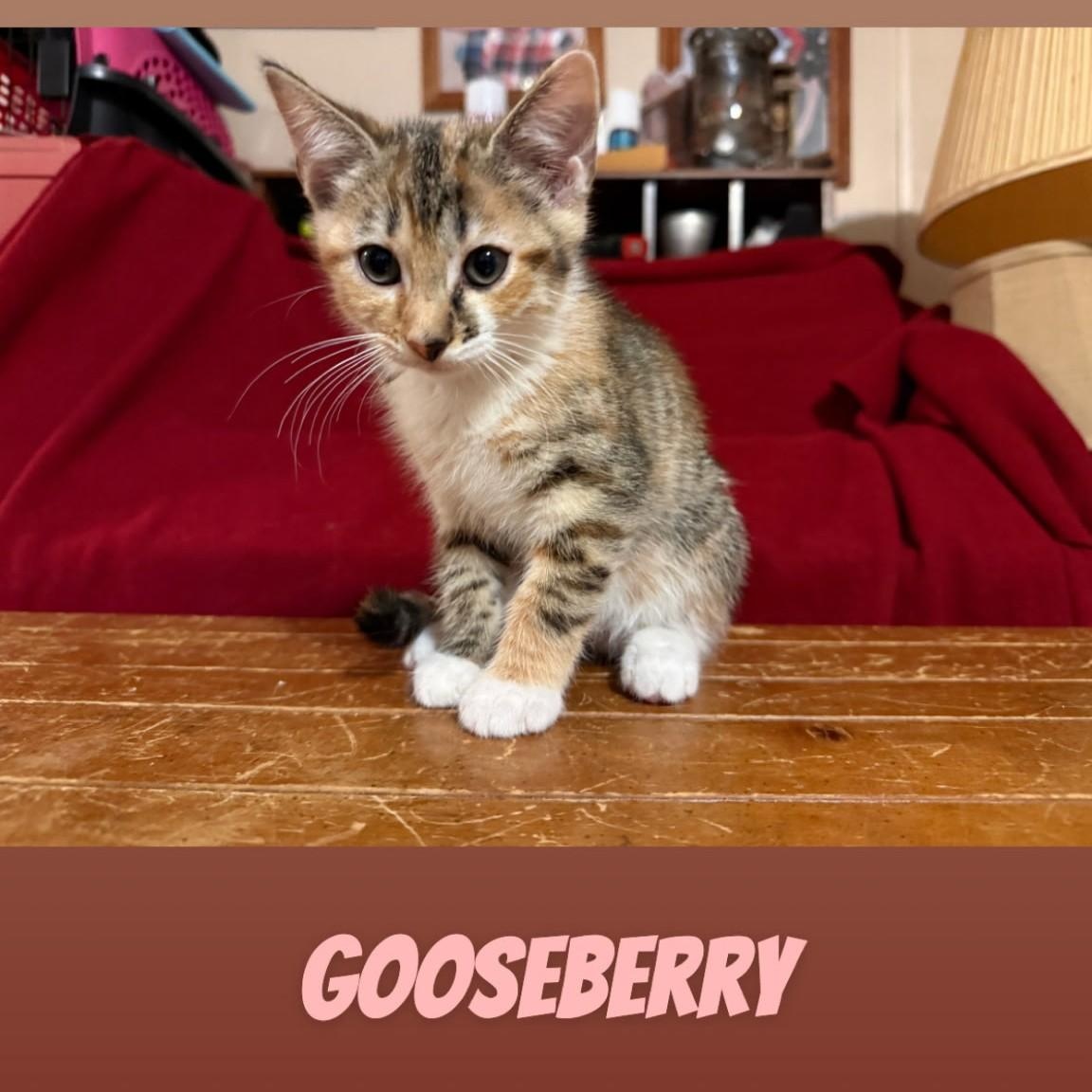 Gooseberry, adopted, Kitten Female Domestic Short Hair.