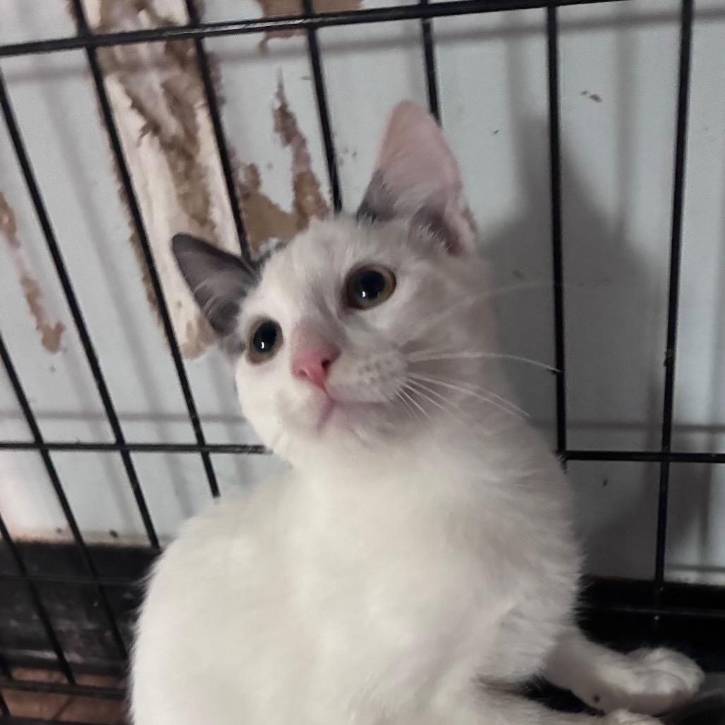 Enlarge Snicker, a Adoptable Domestic Short Hair in Hattiesburg, MS image 1/2