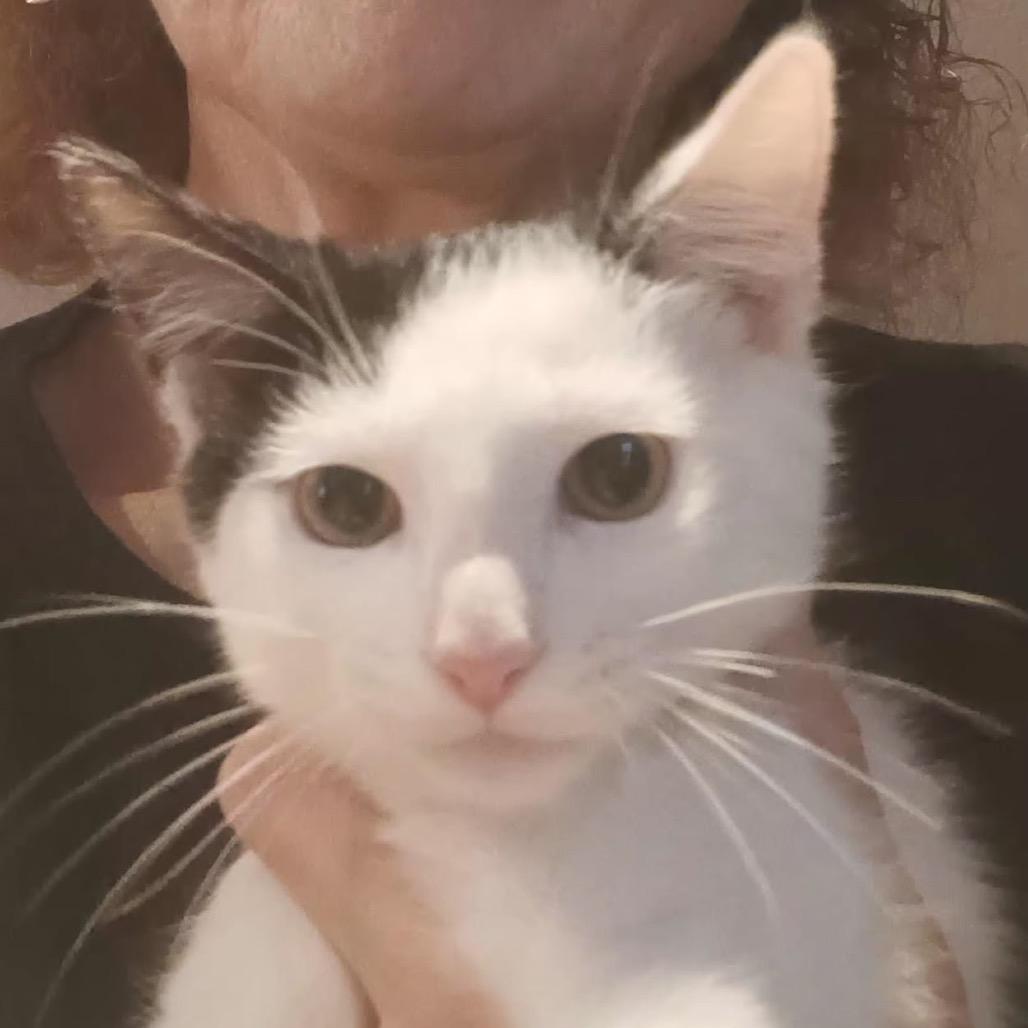 Enlarge Snicker, a Adoptable Domestic Short Hair in Hattiesburg, MS image 2/2