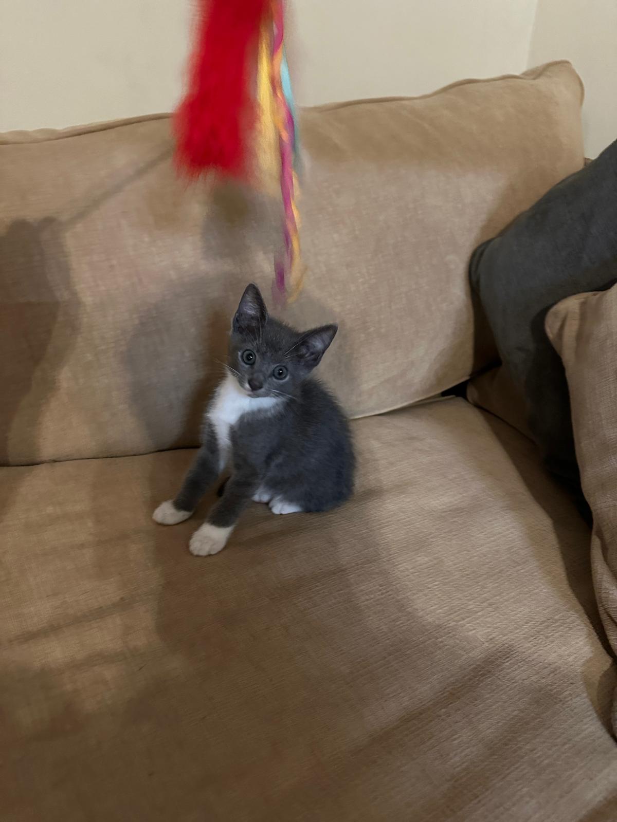 TUKI, a Adopted American Shorthair in Miami, FL image 4/5