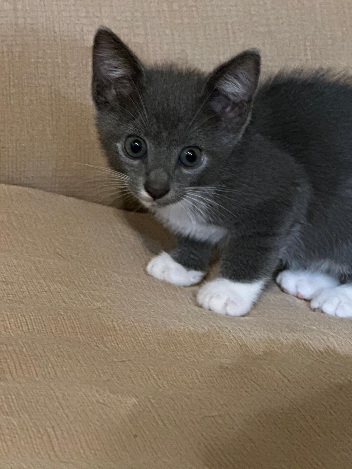 TUKI, a Adopted American Shorthair in Miami, FL image 2/5