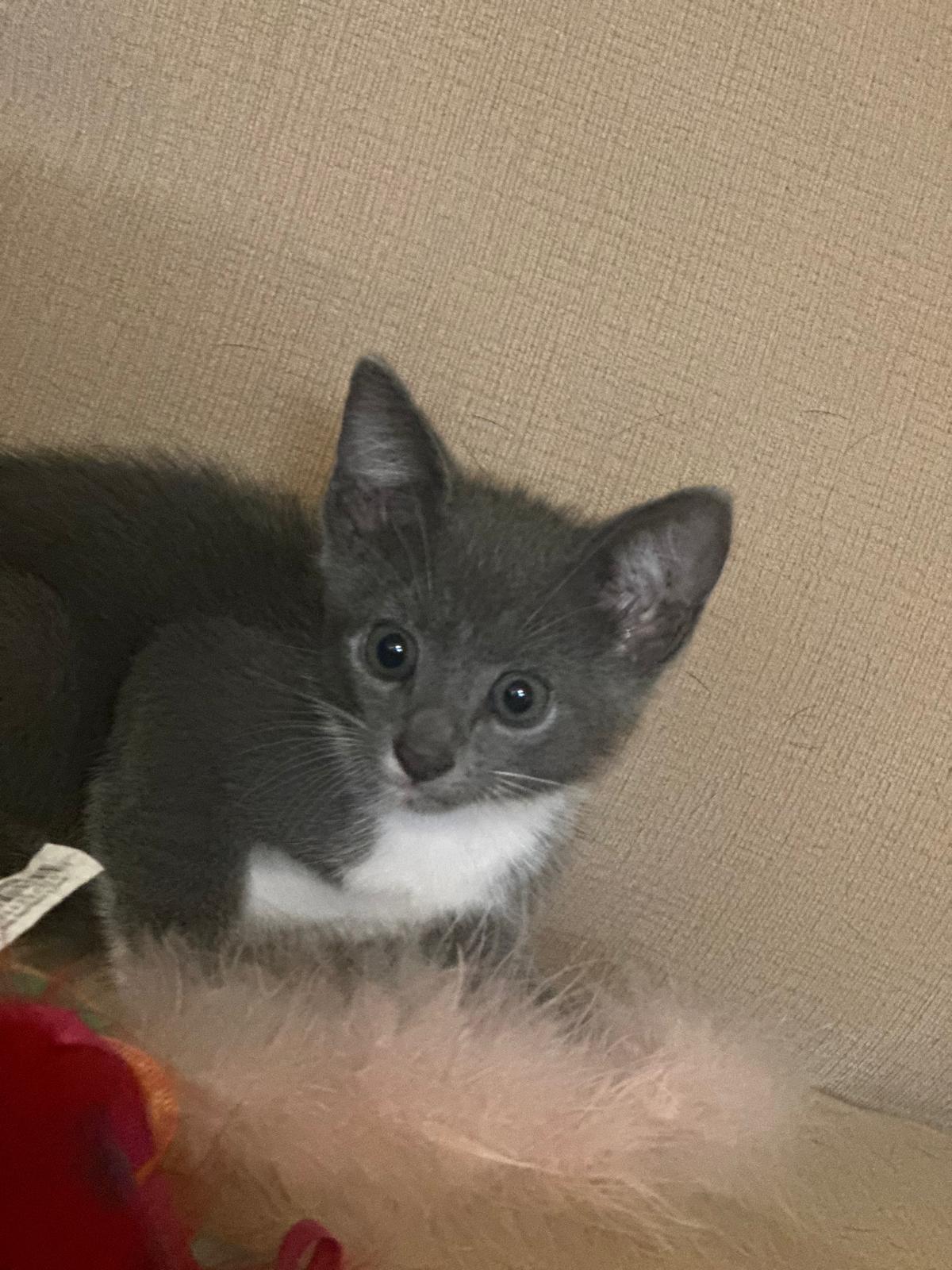 TUKI, Adopted, Young Female American Shorthair.