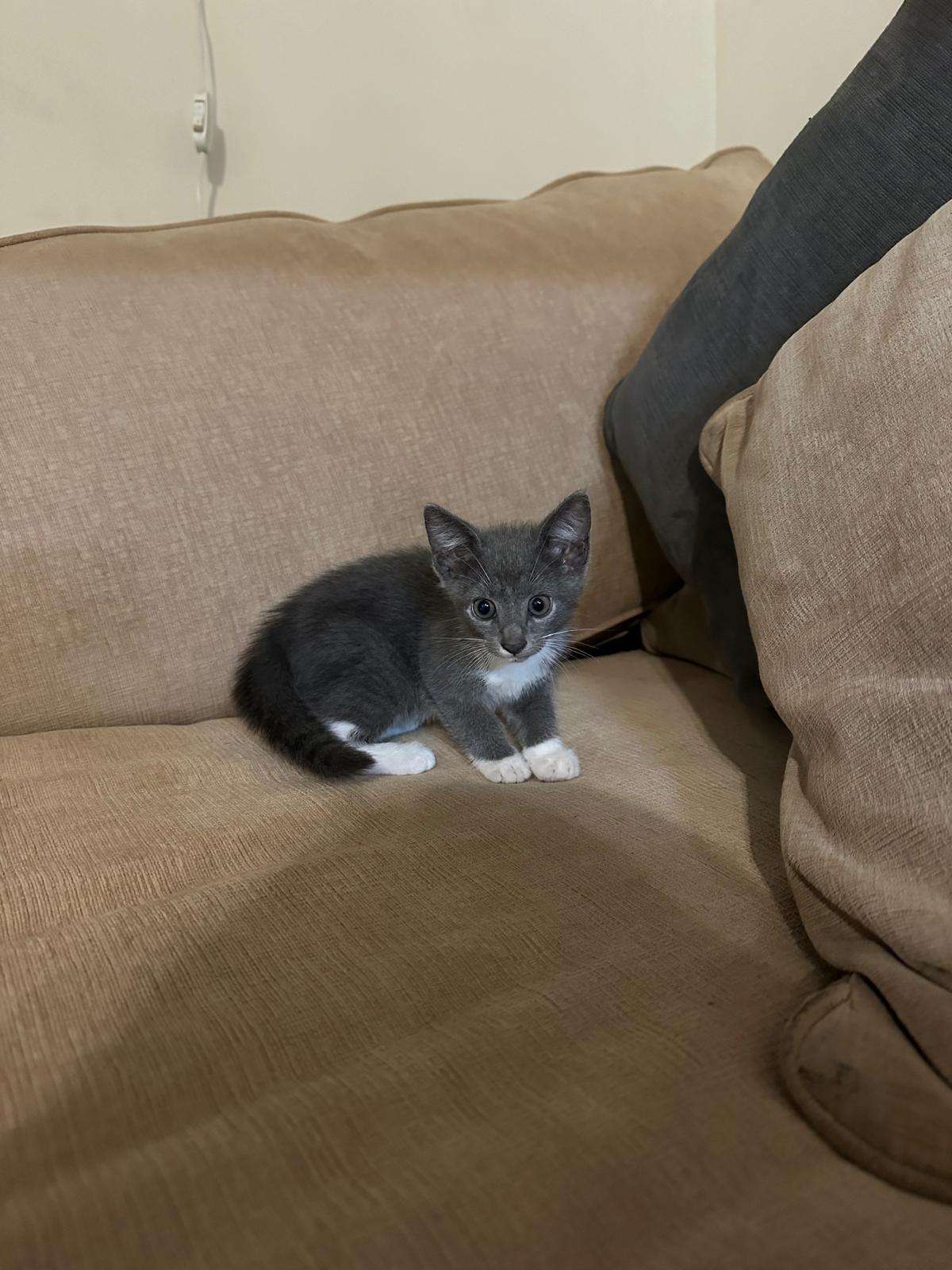 TUKI, a Adopted American Shorthair in Miami, FL image 5/5