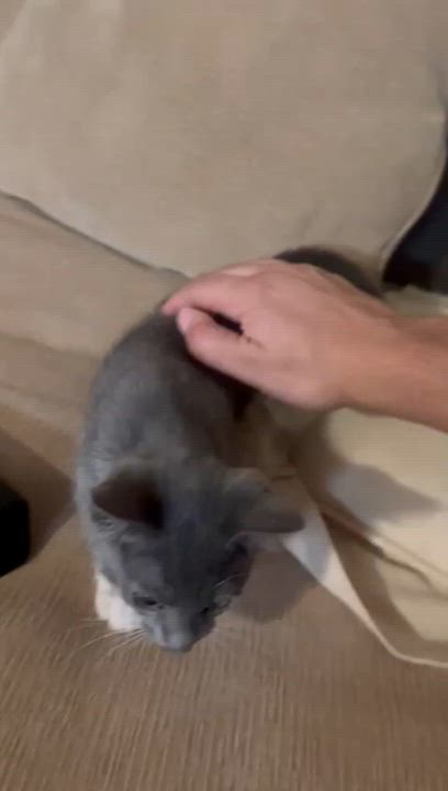 Enlarge TUKI, a Adopted American Shorthair in Miami, FL video 3/5