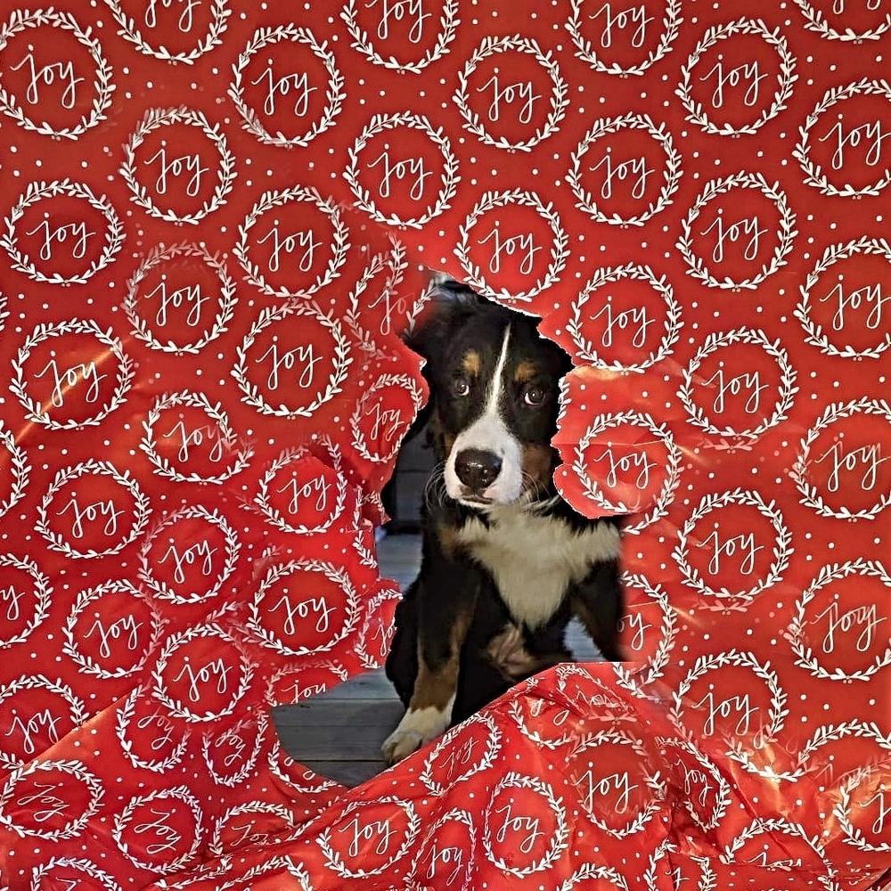 Enlarge Merritt, a Adoptable Bernese Mountain Dog in Wake Forest, NC image 1/6