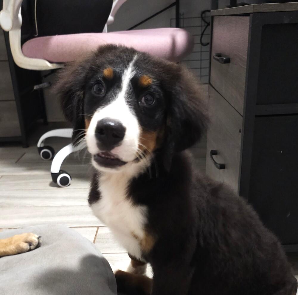 Enlarge Merritt, a Adoptable Bernese Mountain Dog in Wake Forest, NC image 2/6