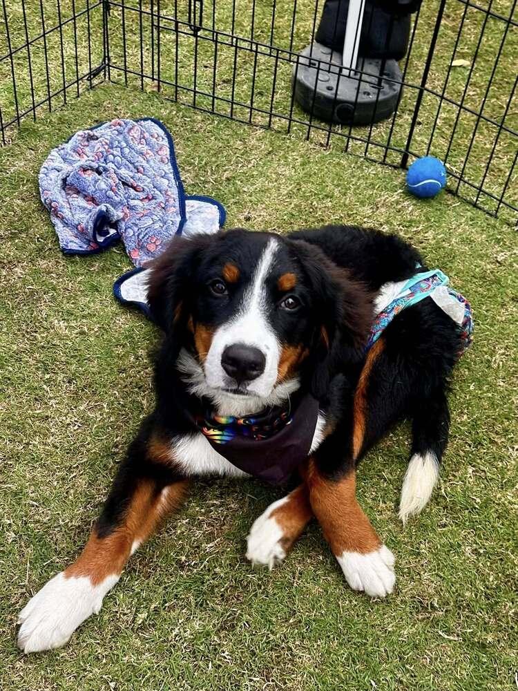 Enlarge Merritt, a Adoptable Bernese Mountain Dog in Wake Forest, NC image 4/6