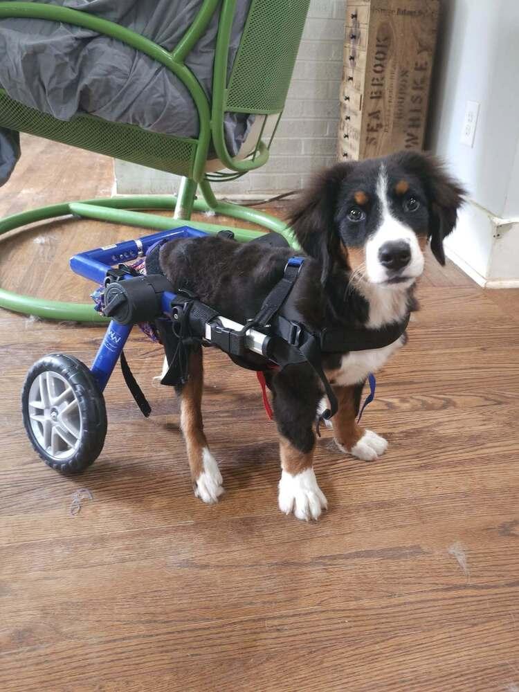 Enlarge Merritt, a Adoptable Bernese Mountain Dog in Wake Forest, NC image 6/6