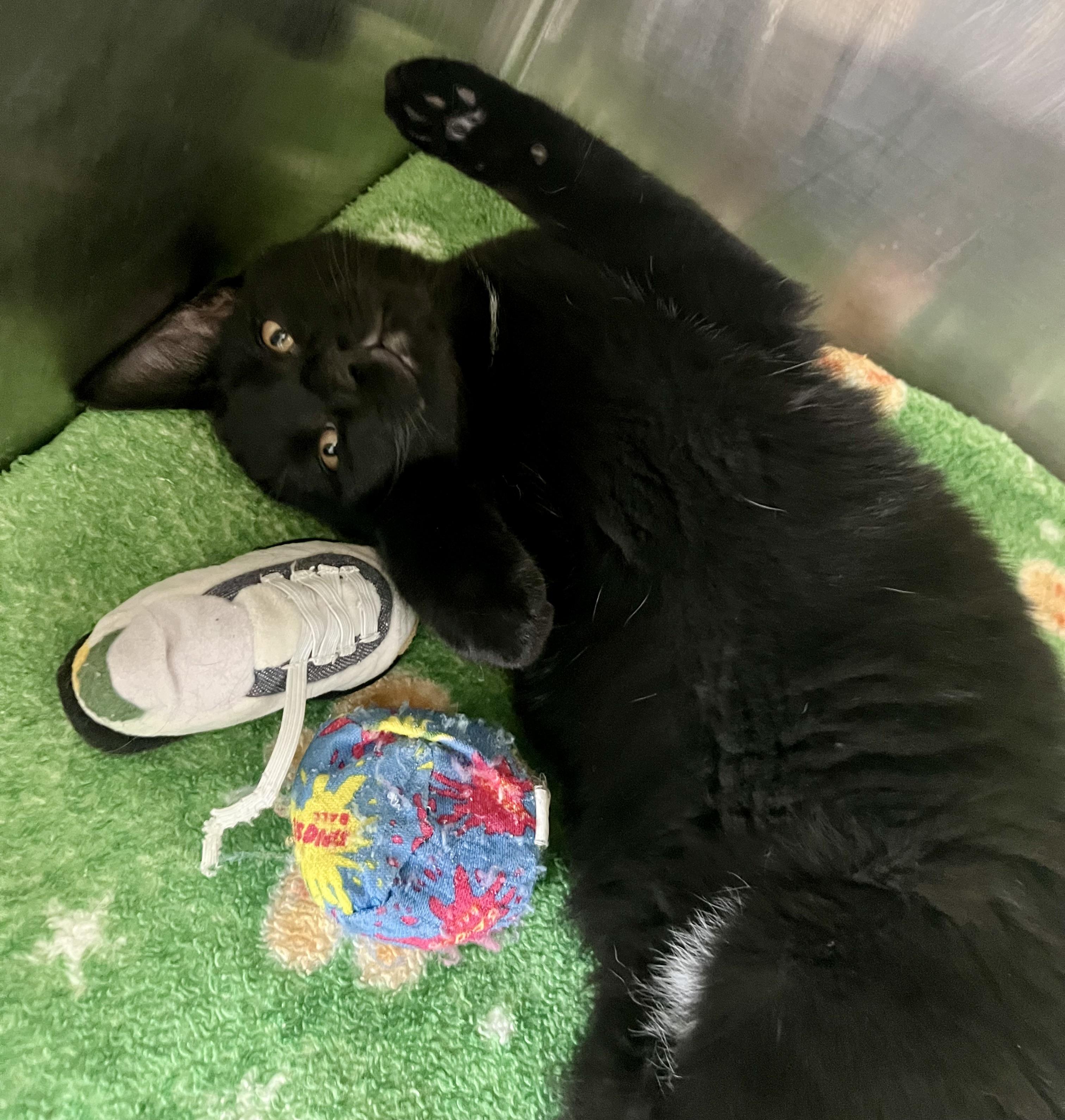 Enlarge Van Halen, a Adoptable Domestic Short Hair in Wooster, OH image 1/1