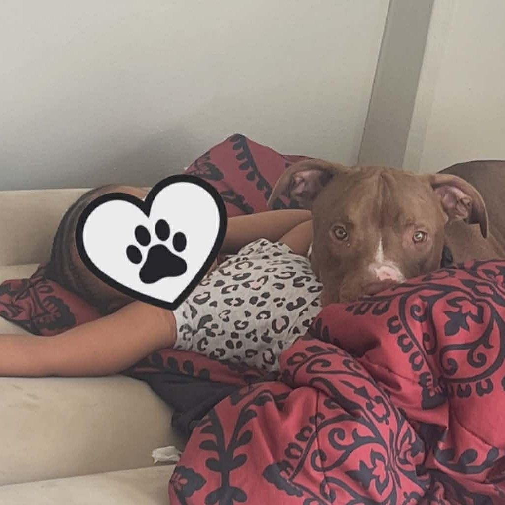 Enlarge Apollo, a Adoptable Pit Bull Terrier in Rochester, NY image 3/5