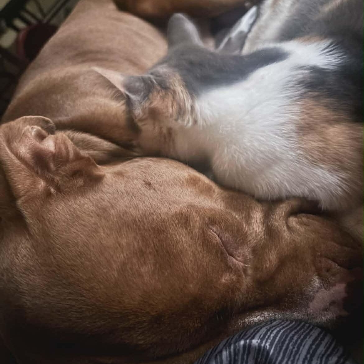 Enlarge Apollo, a Adoptable Pit Bull Terrier in Rochester, NY image 2/5